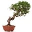 Juniperus chinensis Itoigawa, 26 cm, ± 18 jaar oud, met interessante jin en shari