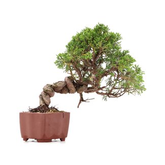 Juniperus chinensis Itoigawa, 21 cm, ± 18 Jahre alt