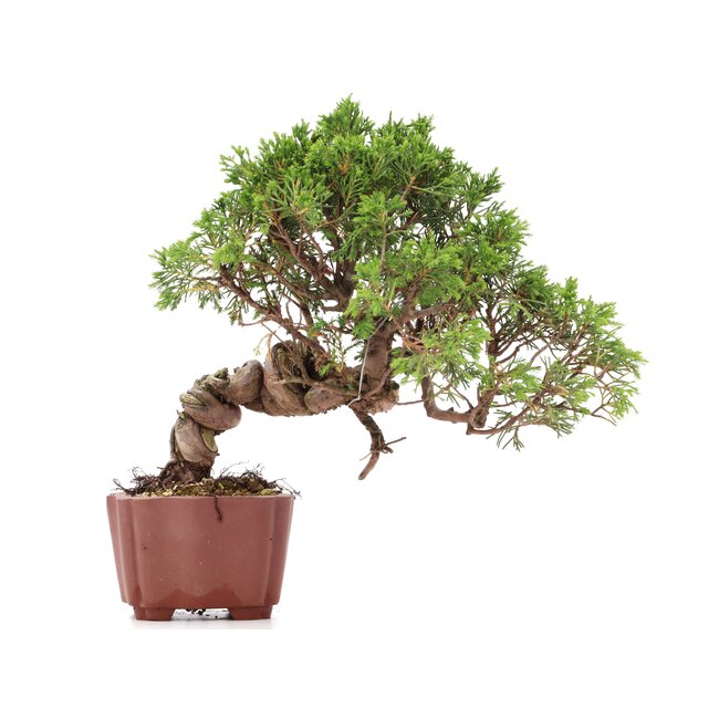 Juniperus chinensis Itoigawa, 21 cm, ± 18 anni, con interessanti jin e shari