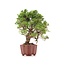 Juniperus chinensis Itoigawa, 21 cm, ± 18 anni, con interessanti jin e shari