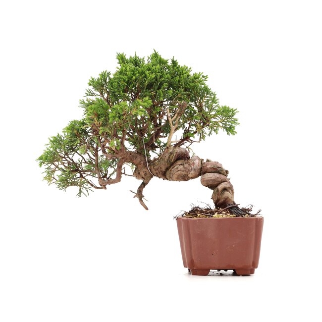 Juniperus chinensis Itoigawa, 21 cm, ± 18 ans, avec d'intéressants jin et shari