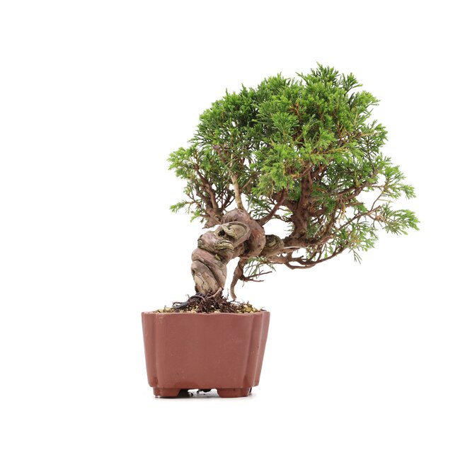 Juniperus chinensis Itoigawa, 21 cm, ± 18 Jahre alt, mit interessantem Jin und Shari