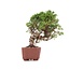 Juniperus chinensis Itoigawa, 21 cm, ± 18 anni, con interessanti jin e shari