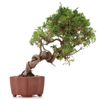 Juniperus chinensis Itoigawa, 24 cm, ± 18 jaar