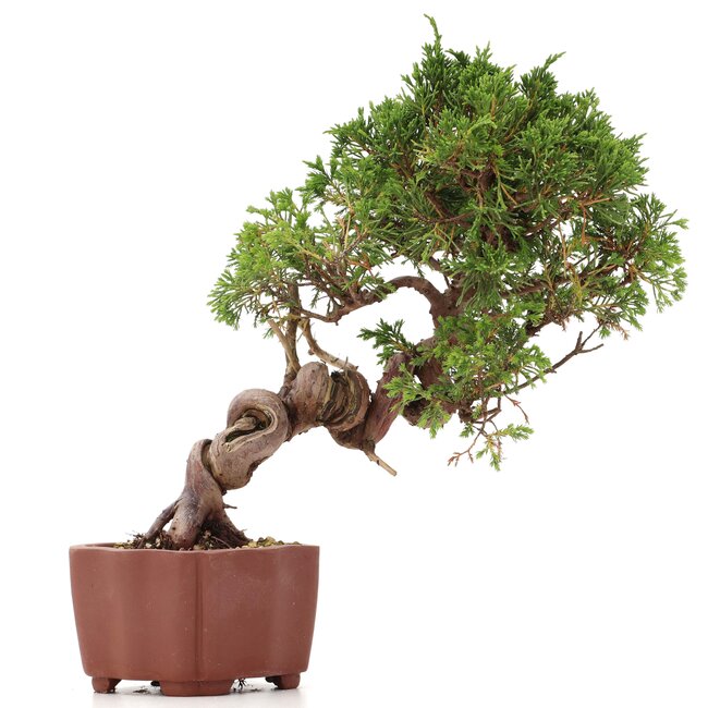 Juniperus chinensis Itoigawa, 24 cm, ± 18 jaar oud, met interessante jin en shari