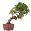 Juniperus chinensis Itoigawa, 24 cm, ± 18 anni, con interessanti jin e shari