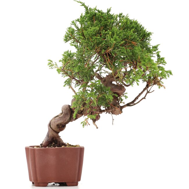 Juniperus chinensis Itoigawa, 24 cm, ± 18 Jahre alt, mit interessantem Jin und Shari