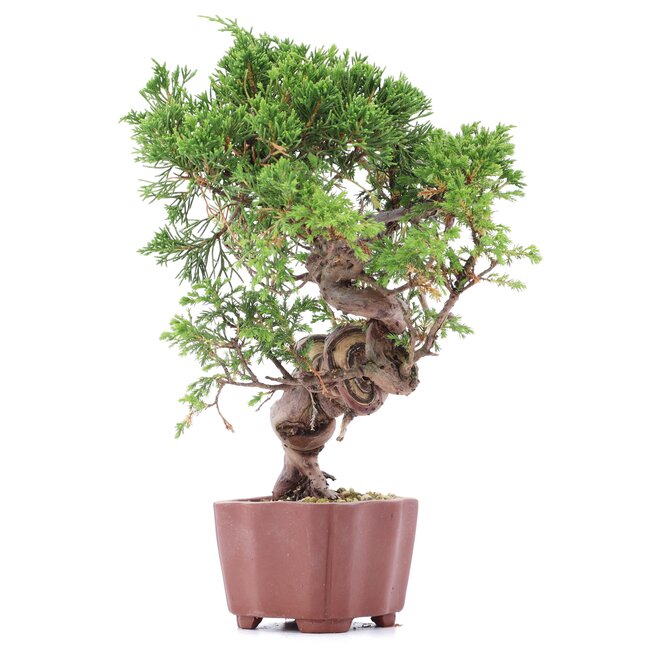 Juniperus chinensis Itoigawa, 24 cm, ± 18 años, con interesantes jin y shari