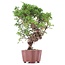 Juniperus chinensis Itoigawa, 24 cm, ± 18 jaar oud, met interessante jin en shari