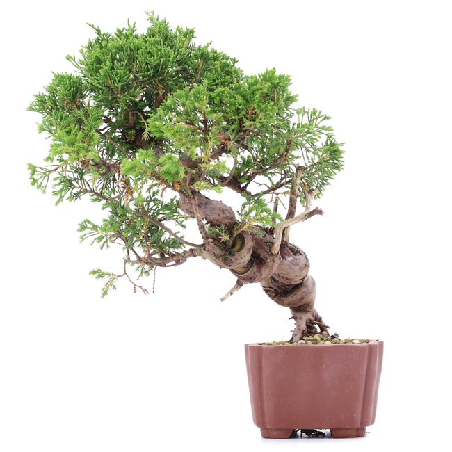 Juniperus chinensis Itoigawa, 24 cm, ± 18 years old, with interesting jin and shari