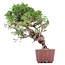 Juniperus chinensis Itoigawa, 24 cm, ± 18 anni, con interessanti jin e shari