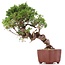 Juniperus chinensis Itoigawa, 24 cm, ± 18 anni, con interessanti jin e shari