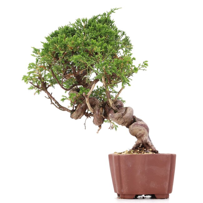 Juniperus chinensis Itoigawa, 24 cm, ± 18 ans, avec jin et shari intéressants
