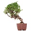 Juniperus chinensis Itoigawa, 24 cm, ± 18 anni, con interessanti jin e shari