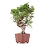 Juniperus chinensis Itoigawa, 24 cm, ± 18 anni, con interessanti jin e shari