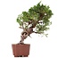 Juniperus chinensis Itoigawa, 24 cm, ± 18 anni, con interessanti jin e shari