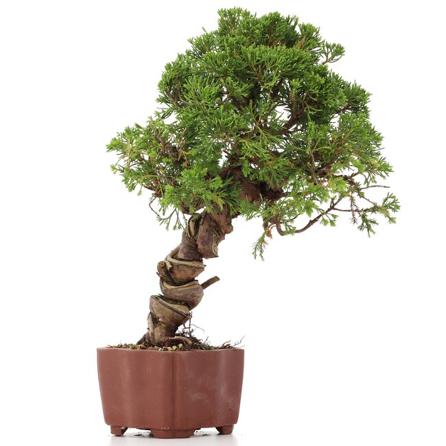 Juniperus chinensis Itoigawa, 28 cm, ± 18 anni, con interessanti jin e shari