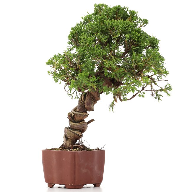 Juniperus chinensis Itoigawa, 28 cm, ± 18 años, con interesantes jin y shari