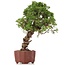 Juniperus chinensis Itoigawa, 28 cm, ± 18 anni, con interessanti jin e shari