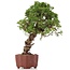 Juniperus chinensis Itoigawa, 28 cm, ± 18 ans, avec jin et shari intéressants