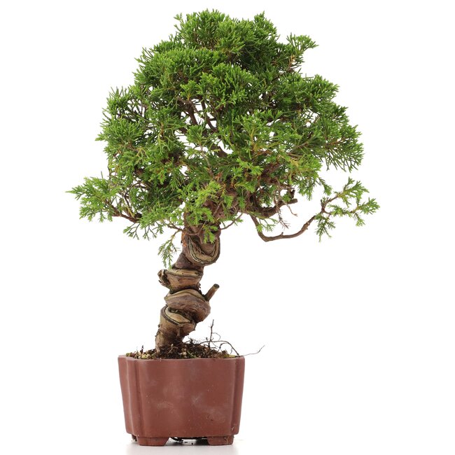 Juniperus chinensis Itoigawa, 28 cm, ± 18 years old, with interesting jin and shari