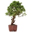 Juniperus chinensis Itoigawa, 28 cm, ± 18 anni, con interessanti jin e shari