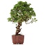 Juniperus chinensis Itoigawa, 28 cm, ± 18 años, con interesantes jin y shari
