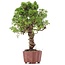 Juniperus chinensis Itoigawa, 28 cm, ± 18 jaar oud, met interessante jin en shari