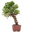 Juniperus chinensis Itoigawa, 28 cm, ± 18 anni, con interessanti jin e shari