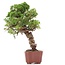 Juniperus chinensis Itoigawa, 28 cm, ± 18 ans, avec jin et shari intéressants