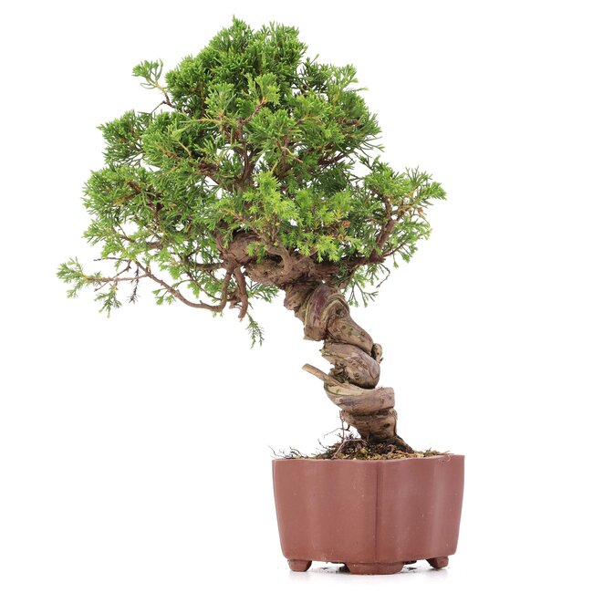 Juniperus chinensis Itoigawa, 28 cm, ± 18 ans, avec jin et shari intéressants