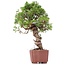 Juniperus chinensis Itoigawa, 28 cm, ± 18 anni, con interessanti jin e shari