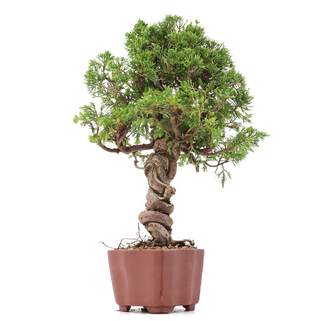 Juniperus chinensis Itoigawa, 28 cm, ± 18 ans, avec jin et shari intéressants