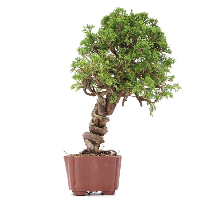 Juniperus chinensis Itoigawa, 28 cm, ± 18 años, con interesantes jin y shari