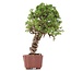 Juniperus chinensis Itoigawa, 28 cm, ± 18 anni, con interessanti jin e shari