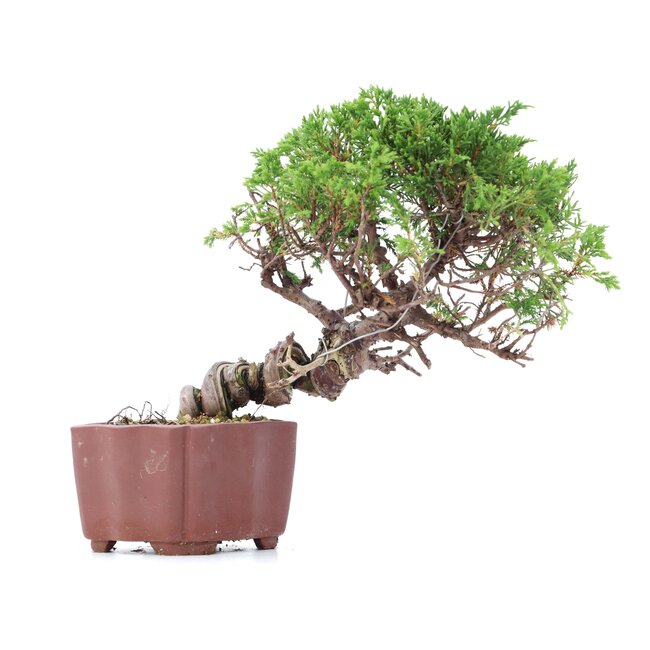 Juniperus chinensis Itoigawa, 18 cm, ± 18 anni, con interessanti jin e shari