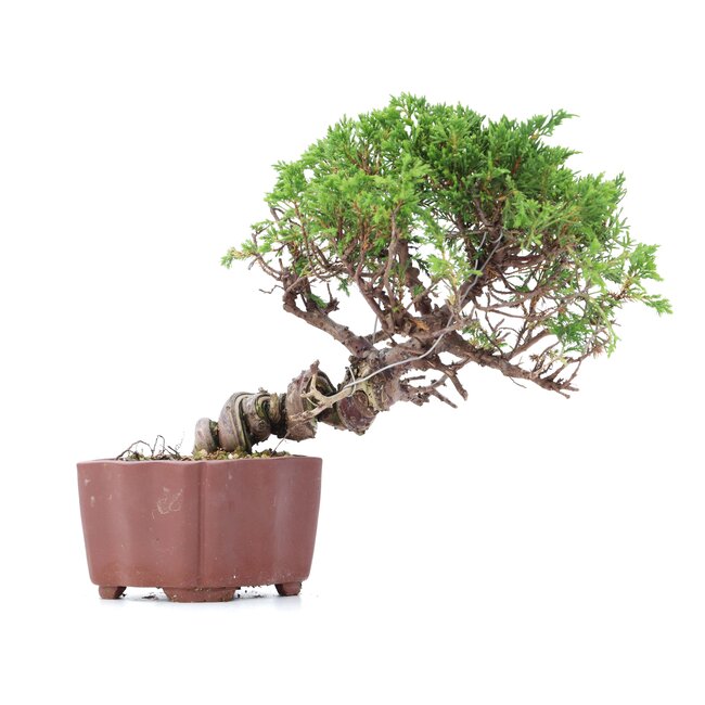 Juniperus chinensis Itoigawa, 18 cm, ± 18 años, con interesantes jin y shari