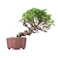 Juniperus chinensis Itoigawa, 18 cm, ± 18 jaar oud, met interessante jin en shari