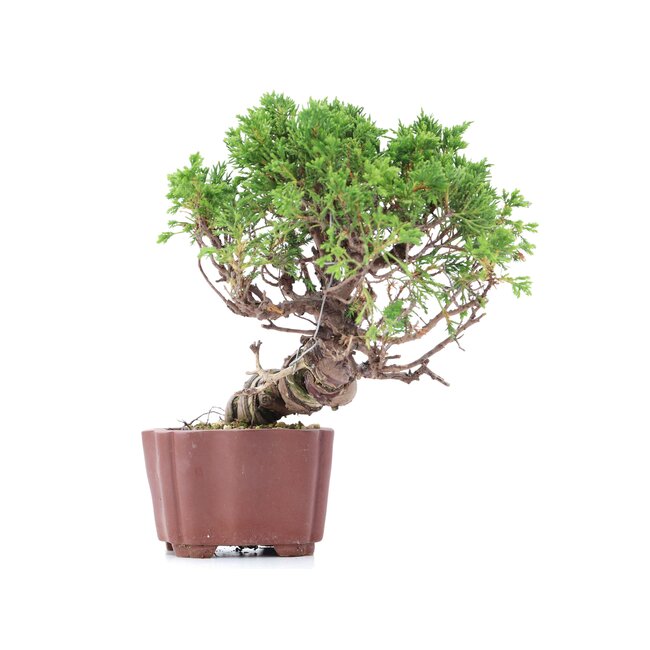 Juniperus chinensis Itoigawa, 18 cm, ± 18 ans, avec d'intéressants jin et shari