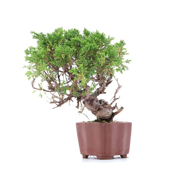 Juniperus chinensis Itoigawa, 18 cm, ± 18 años, con interesantes jin y shari