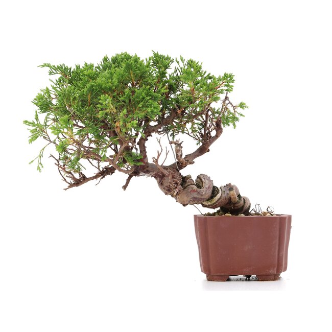 Juniperus chinensis Itoigawa, 18 cm, ± 18 jaar oud, met interessante jin en shari