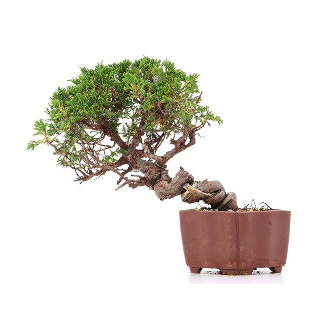 Juniperus chinensis Itoigawa, 18 cm, ± 18 Jahre alt, mit interessantem Jin und Shari