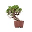 Juniperus chinensis Itoigawa, 18 cm, ± 18 jaar oud, met interessante jin en shari