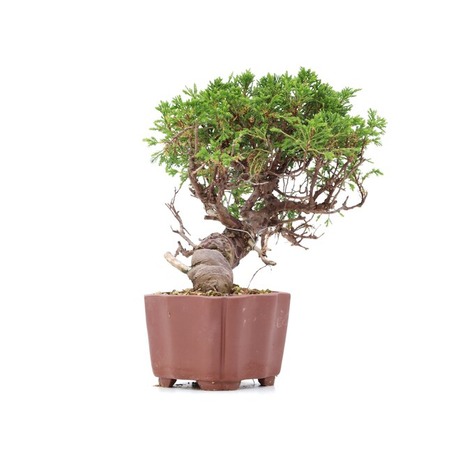 Juniperus chinensis Itoigawa, 18 cm, ± 18 años, con interesantes jin y shari