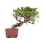 Juniperus chinensis Itoigawa, 18 cm, ± 18 jaar oud, met interessante jin en shari