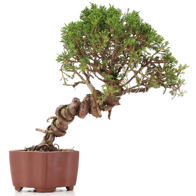 Juniperus chinensis Itoigawa, 26 cm, ± 18 jaar oud, met interessante jin en shari