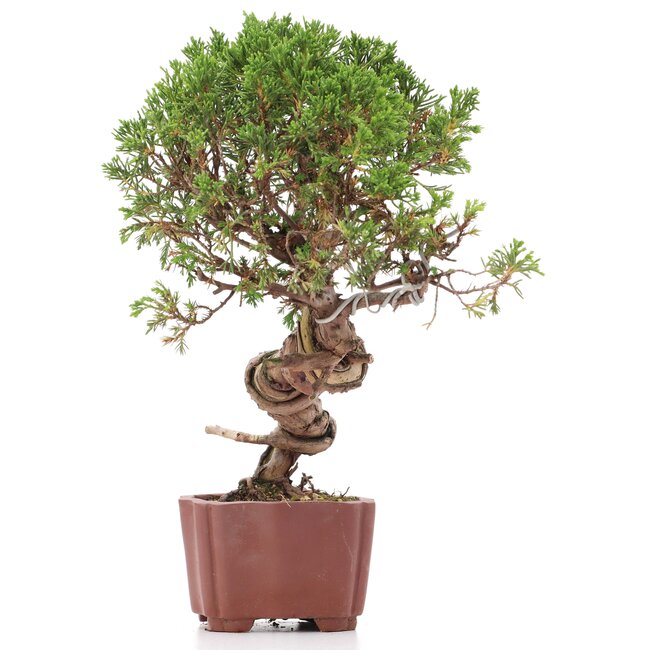 Juniperus chinensis Itoigawa, 26 cm, ± 18 ans, avec jin et shari intéressants
