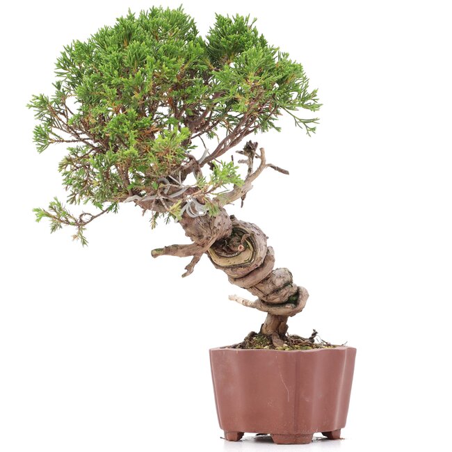 Juniperus chinensis Itoigawa, 26 cm, ± 18 ans, avec jin et shari intéressants