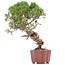 Juniperus chinensis Itoigawa, 26 cm, ± 18 jaar oud, met interessante jin en shari