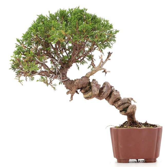 Juniperus chinensis Itoigawa, 26 cm, ± 18 years old, with interesting jin and shari
